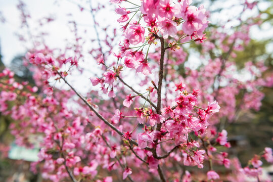 pink cherry sakura blossom  at Homangu Kamado shrine, Dazaifu