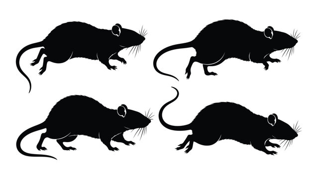 Four black silhouettes of rats in various poses against a white background