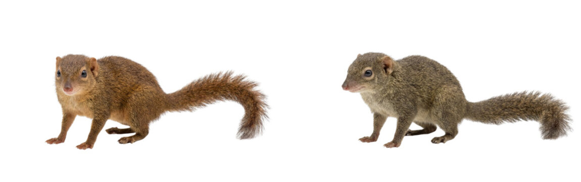 Small mammal on all fours facing left with bushy tail
