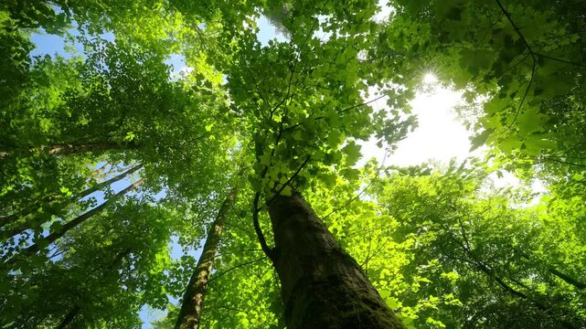 Canopy of tall lush green trees in a tranquil forest with the sun shining behind the foliage
