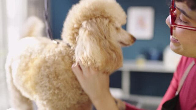 A groomer washes and combs a poodle in a salon. The poodle sits on a table. The groomer focuses on the dog. Items like brushes and water can be seen in the background.