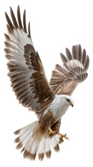 Obraz premium Red kite raptor in flight with wings spread and talons extended isolated on transparent background