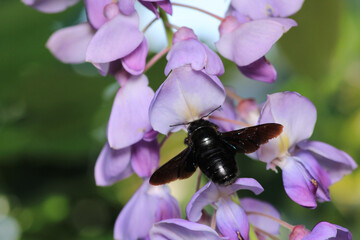 Xylocopa violacea Purple Wood Wasp mor odun arısı macro photograph © Recep