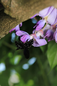 Xylocopa violacea Purple Wood Wasp mor odun arısı macro photograph