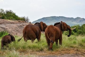African elephants walking in savanna landscape © UB Travel Photo