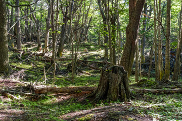Fototapeta premium views whilst walking the Reserva Natural Cerro Alarkén Ushuaia Argentina