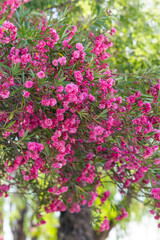 Obraz premium Nerium oleander tree blooming with vivid pink flowers