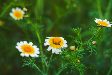 Fototapeta premium White and yellow daisy in sharp focus against a blurred green field.