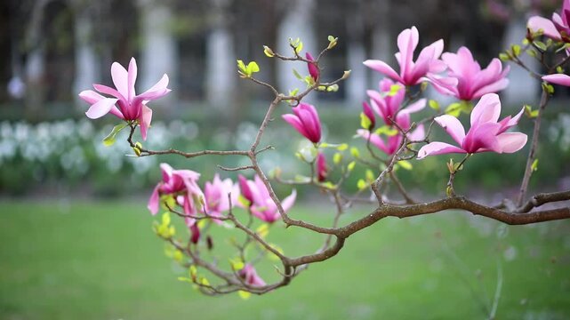 Close-up of a magnolia flowers on a branch, captured in early spring.