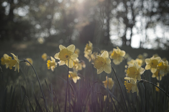 White daffodils in a spring meadow, Easter bells in the warm sunlight