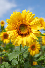 Obraz premium A stunning close-up of a vibrant yellow sunflower in full bloom against a clear blue sky with fluffy clouds in a sunlit field, showcasing beautiful yellow petals and intricate seed patterns.