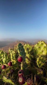 Close-up of a prickly pear cactus with vibrant purple fruit growing on a mountain peak in the Canary Islands, with a hazy, dusty landscape visible in the background under a clear blue sky