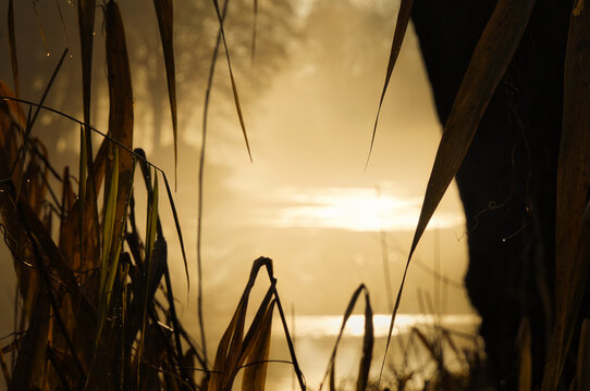 Golden sunrise at a lake viewed through reeds