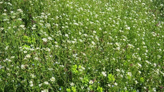 Flowers of shepherd purse. Capsella bursa-pastoris known because of its triangular flat fruits, purse-like, is a small annual and ruderal flowering plant in the mustard family Brassicaceae. Meadow