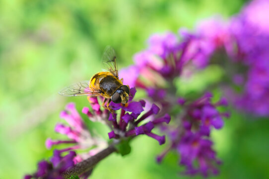 Hoverfly on purple butterfly bush flower in garden