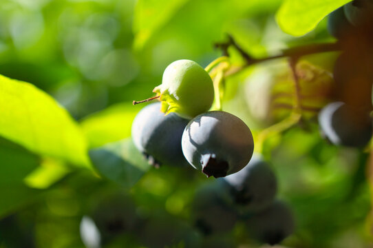 Close-up of ripe and unripe blueberries on the bush
