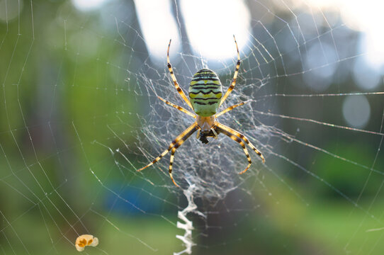 Wasp spider (Argiope bruennichi) in its web with back light