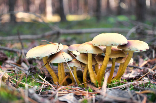 Cluster of Sulphur Tuft mushrooms in the autumn forest