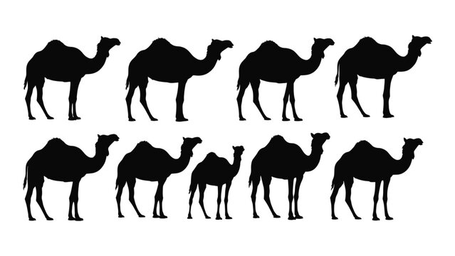 Silhouette collection of camels in various poses against a white background
