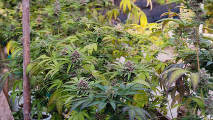 sun-grown marijuana farm,organic farm,Cultivation of premium medical cannabis, featuring ripe purple buds and green leaves,