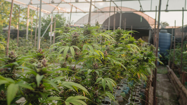 sun-grown marijuana farm,organic farm,Cultivation of premium medical cannabis, featuring ripe purple buds and green leaves,
