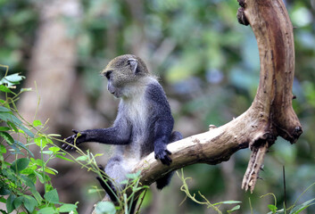 Obraz premium Blue monkey perched on a tree branch reaching out to green leaves in a forest