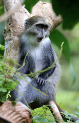 Obraz premium Blue monkey with surprised expression sitting on a tree branch in lush green forest