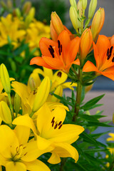 Naklejka premium bouquet of yellow lilies