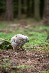 Fototapeta premium Young Eurasian eagle-owl (Bubo bubo) chick walking on forest floor
