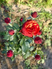Obraz premium Red rose blooms in the garden, beautiful flower in park design.