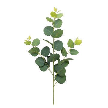 A beautiful bouquet of green eupatorium flowers in a clear vase isolated on transparent background