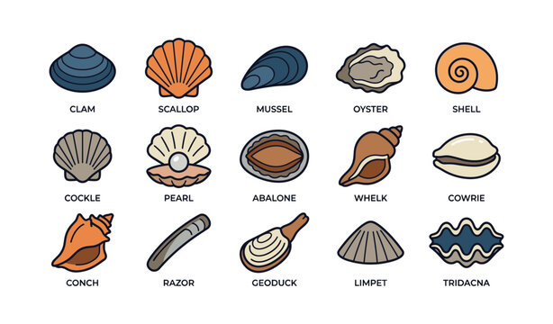Illustrated collection of various seashells and mollusks
