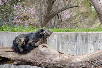Fototapeta premium Binturong Resting on Tree Branch