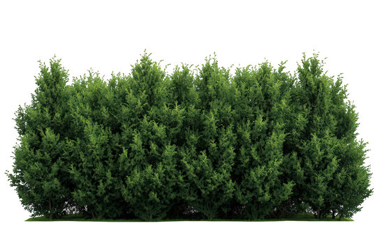 Evergreen thuja hedge forming privacy wall, lush green foliage growing on transparent background for garden design