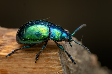 Mint leaf beetle - Chrysolina herbacea, beautiful metallic leaf beetle native to the European meadows and bushes, Czech Republic. © David