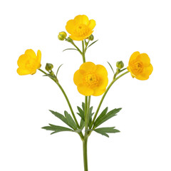 Obraz premium A vibrant yellow flower with five petals and a green stem and leaves isolated on transparent background
