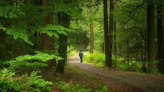 Hiker walking on a dreamy scenic forest path in summer or spring, with lush green foliage of beech trees