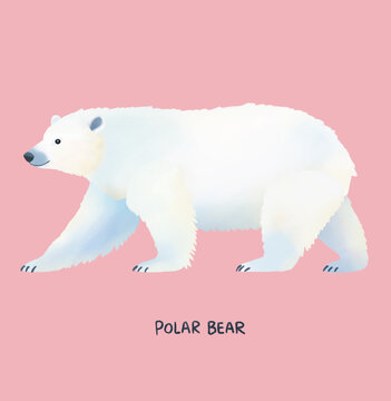 Urso Polar no estilo flat isolado no fundo rosa - Ilustra&ccedil;&atilde;o feita a m&atilde;o