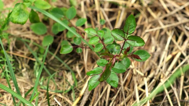 Healthy Rosehip branch on dry mulched grass background. A shrub rose seedling. The waterloo variety. Young Wild rose plant with glossy green leaves on red stems with thorns. Ornamental garden plant.