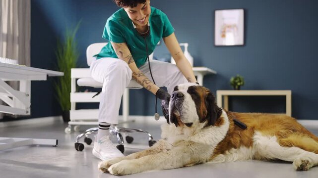 A person checks the health of a Saint Bernard dog in an indoor space. The dog is relaxed while the person gently examines it. There is a calm atmosphere in the room.