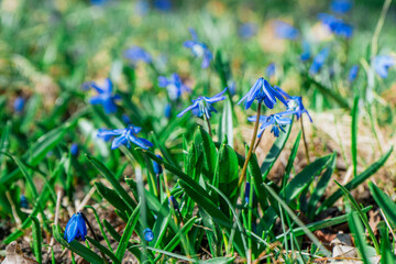 Pierwsze wiosenne niebieskie kwiatki, kwitnące w marcu w Polsce. © Franciszek
