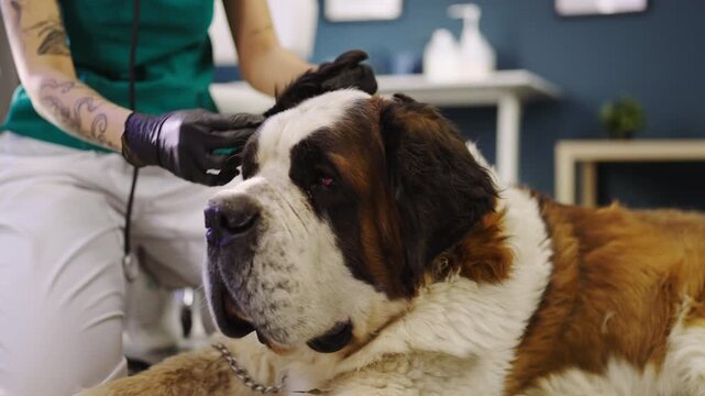 A vet assistant checks the health of a small dog in an office. The assistant listens to the dog's heartbeat and notes important information. The setting is bright and organized.