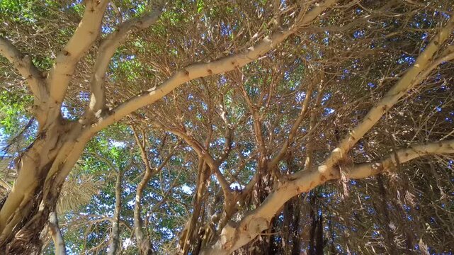 looking up into the dense canopy and branches of a large banyan tree (ficus benghalensis)
