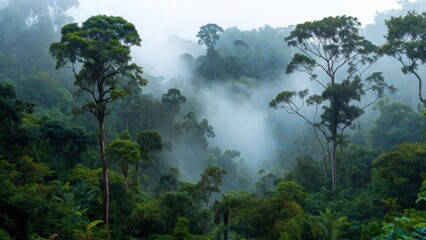 Obraz premium Misty tropical rainforest canopy with dense green trees and fog for background banner and wallpaper design