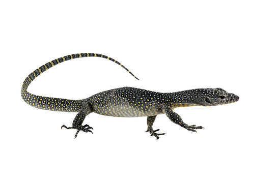 The Mangrove monitor (Varanus indicus) isolated on white background, a Mangrove goanna or Western Pacific monitor lizard (Varanus indicus) closeup on white background