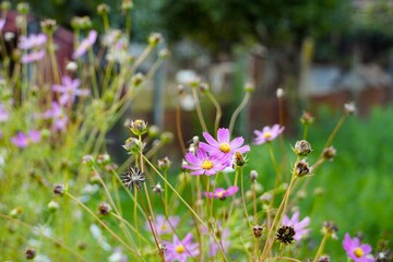 Obraz premium Travel romania transilvania targu mures cosmos flowers blooming in a natural garden setting