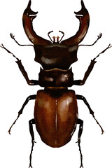 Fototapeta premium Stag Beetle Insect Macro Detail Dark Background