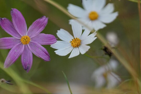 Travel romania transilvania targu mures purple and white cosmos wildflowers blooming in field
