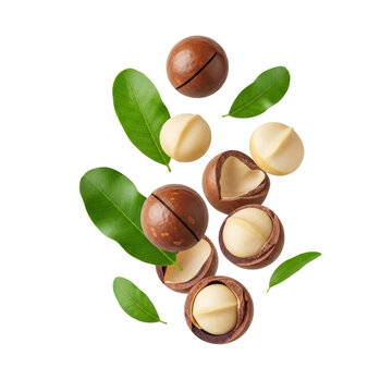 Macadamia nuts and leaves isolated On Transparent Background