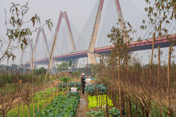 Vegetable and flower plots grow beneath modern bridge structure in Nhat Tan Hanoi blending rural agriculture with urban infrastructure in unique landscape scene © Hanoi Photography